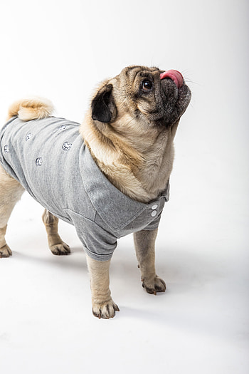Funny, Animals, Dog, Pet, Protruding Tongue, Tongue Stuck Out, Pug HD phone wallpaper