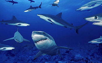 Flock of sharks, Sharks HD wallpaper