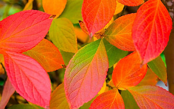 Autumn Leaves , nature, flowers HD wallpaper