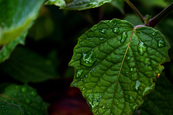 Drops, Macro, Close-Up, Sheet, Leaf HD wallpaper