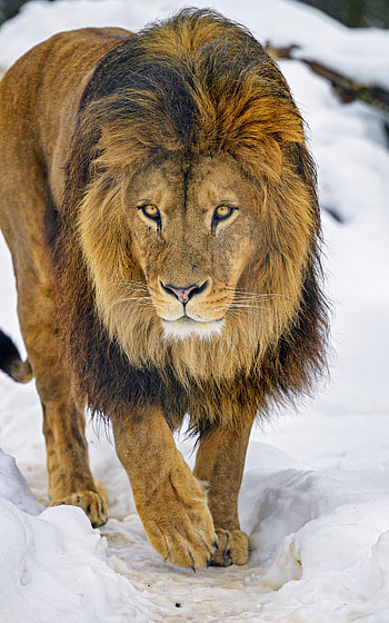 Animals, Brown, Lion, Predator, Sight, Opinion, Wildlife, Animal HD phone wallpaper