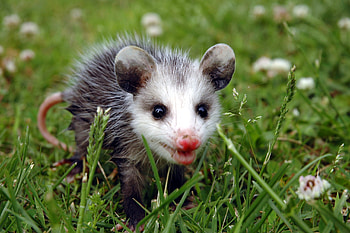 Baby, Opossum HD wallpaper