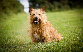 Dog, bark, puppy, friend, Animal HD wallpaper