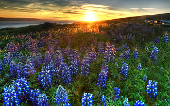 Bluebonnet background, Nature's artwork, Texas wildflowers, Serene beauty HD wallpaper