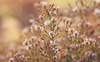 Flowers, Grass, Background, Macro, Branch HD wallpaper