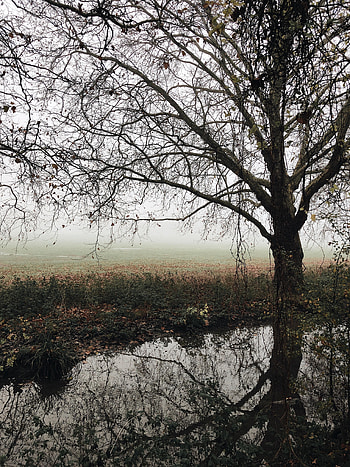 Nature, Rivers, Autumn, Wood, Tree, Fog, Foliage, Fallen, Melancholy HD phone wallpaper