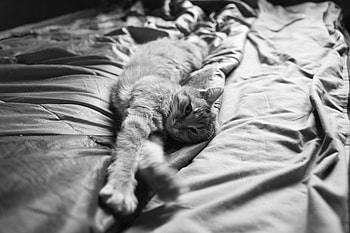 Animals, Cat, Fluffy, Stretch HD wallpaper