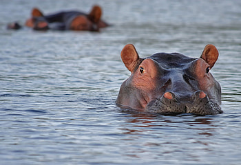 Hippos in water, stock , African wildlife, Aquatic animals HD wallpaper