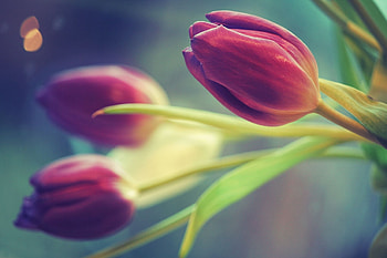 Flowers, Tulips, Blur, Smooth, Three HD wallpaper