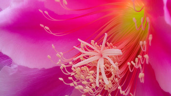 Background, Flower, Plant, Macro, Petals HD wallpaper