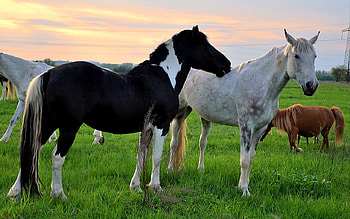 Horses at sunset, animal, horse, nature, grass, sunset HD wallpaper