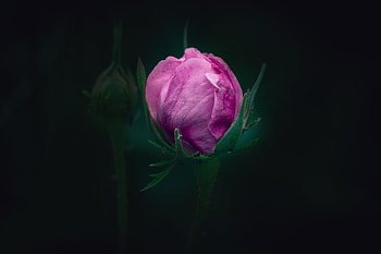 Bud, dark, pink rose HD wallpaper