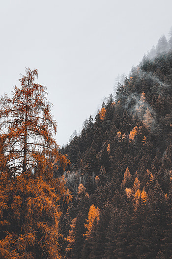 Nature, Trees, Mountain, Forest, Fog, Slope HD phone wallpaper