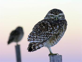 Animals, Owl, Bird, Sit, Fog, Predator HD wallpaper