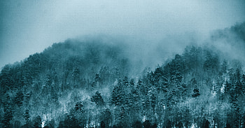 Fog, dense forest, dense and dardk, nature HD wallpaper