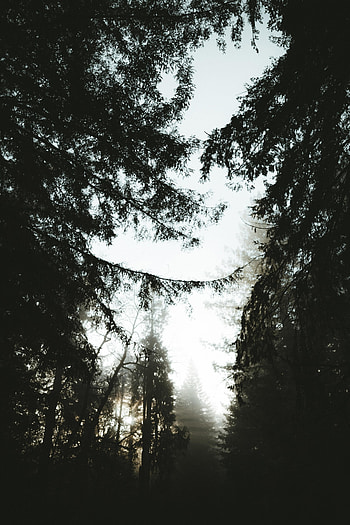 Nature, Trees, Pine, Fog, Dusk HD phone wallpaper