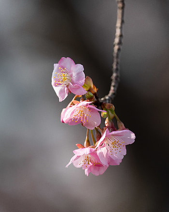 Flowers, Pink, Sakura, Macro, Branch HD phone wallpaper