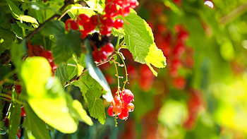 Red Currant Berries Green Leaves Blur Background Macro graphy graphy HD wallpaper