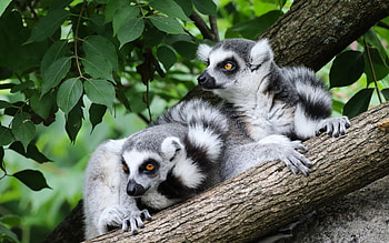 Madagascar forest, Lemurs HD wallpaper