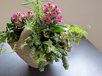 Flowers, Drops, Greens, Freshness, Composition, Kalanchoe HD wallpaper