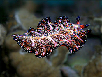 Amazing Sea Creature, beautiful HD wallpaper