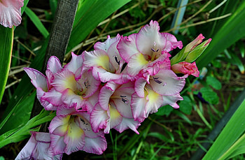 Flowers, Gladiolus, Flower, Close-Up, Greens HD wallpaper