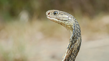 King Cobra , Stunning reptilian appeal, Nature's beauty, backgrounds HD wallpaper