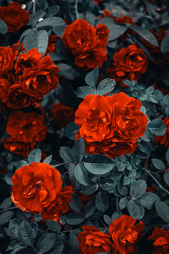 Flowers, Roses, Bush, Buds HD phone wallpaper