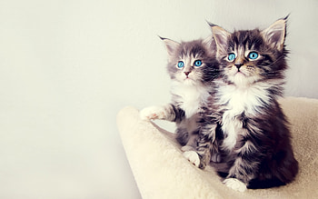 Animals, Cats HD wallpaper