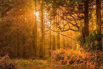 Yellow Sunset Rays In Forest, sunset, forest, nature HD wallpaper