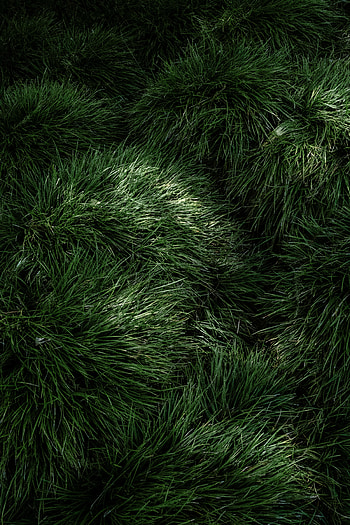 Green grass, fresh and fluffy, nature HD phone wallpaper