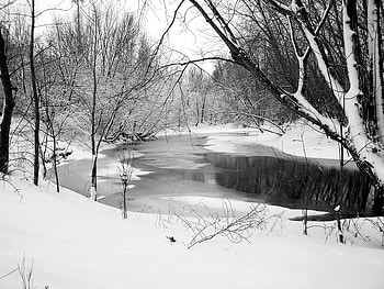 Thin Layer of Ice, trees, water, snow, ice HD wallpaper