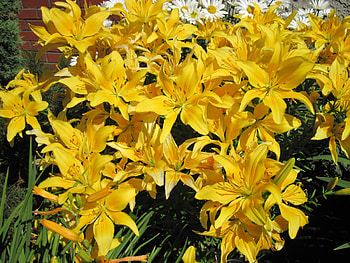 Flowers on a walking day 25, Flowers, graphy, Lily, yellow HD wallpaper