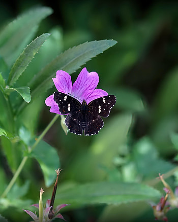 Animals, Flowers, Macro, Insect, Butterfly, Wings HD phone wallpaper
