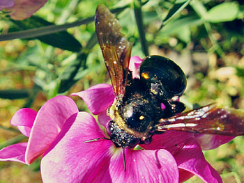 the buzz is, pink, bee, flower, macro, blossom HD wallpaper
