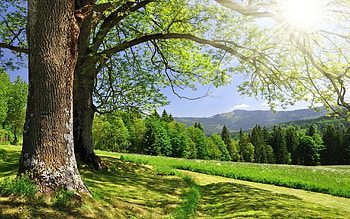Landscape, Trees HD wallpaper