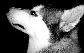 Animals, Dog, Muzzle, Eyes, Bw, Chb, Profile HD wallpaper