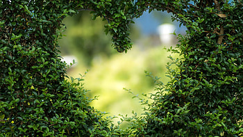 Heart Bushes, nature, heart HD wallpaper