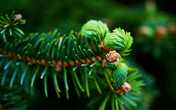 Macro, Branch, Spruce, Fir, Green Needles HD wallpaper