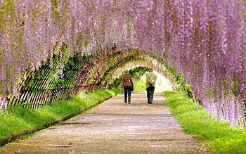 People, Nature, Bloom, Flowering, Stroll, Garden, Spring HD wallpaper