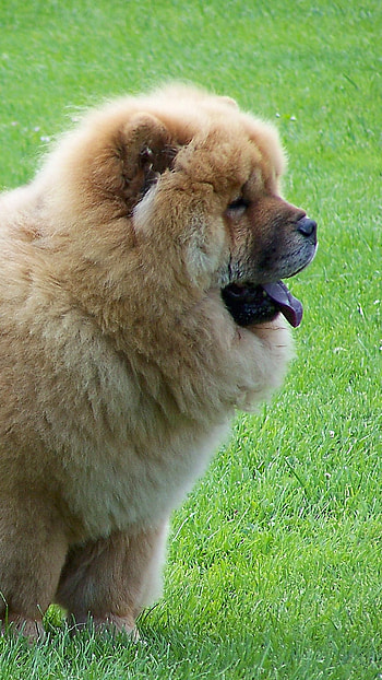 Huge Dog Breeds, Chow Shepherd HD phone wallpaper