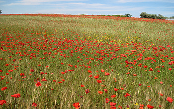 CAMPO DI PAPAVERI E MARGHERITE, poppies, field HD wallpaper