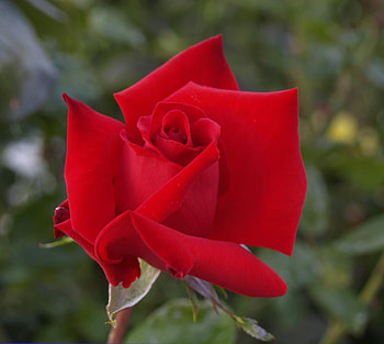 Rose, leaves, flower, red, nature HD wallpaper
