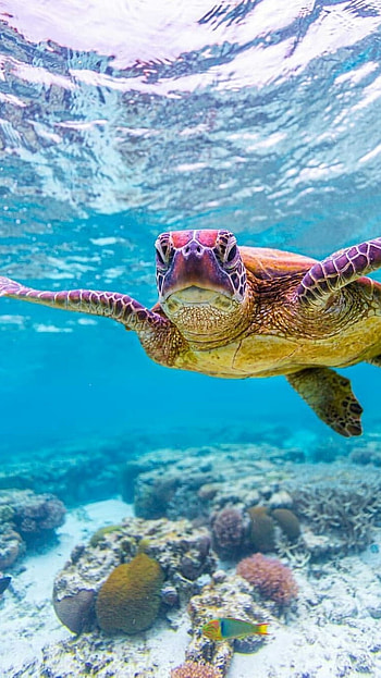 Turtle, Sea Tortoise, sea tortise HD phone wallpaper