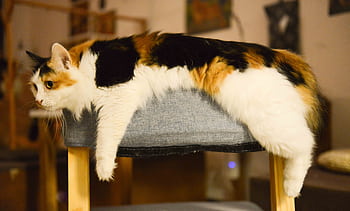 A cute calico cat casually resting on a chair indoors, showcasing its vibrant fur colors. HD wallpaper