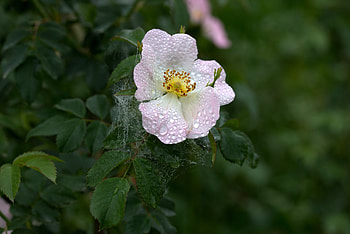 Flowers, Web, Drops, Briar, Flower, Dew HD wallpaper