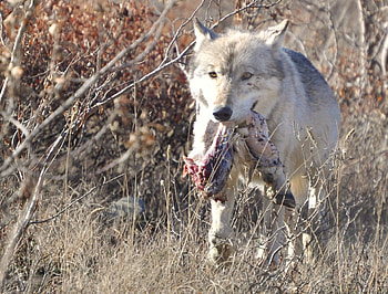 denali road lottery wolf, animal, denali, road, lottery, wolf, wild HD wallpaper