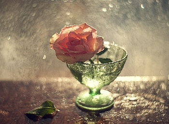Still Life, soft, flowers, graphy HD wallpaper