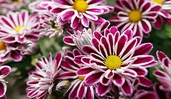 Flowers, Macro HD wallpaper