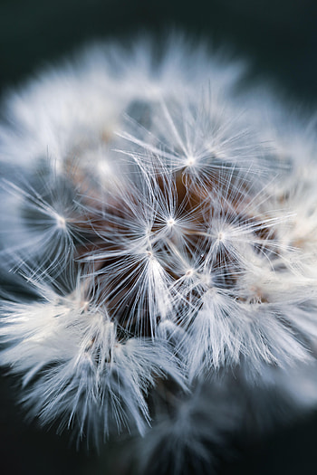 Macro, Dandelion, Fluff, Fuzz HD phone wallpaper